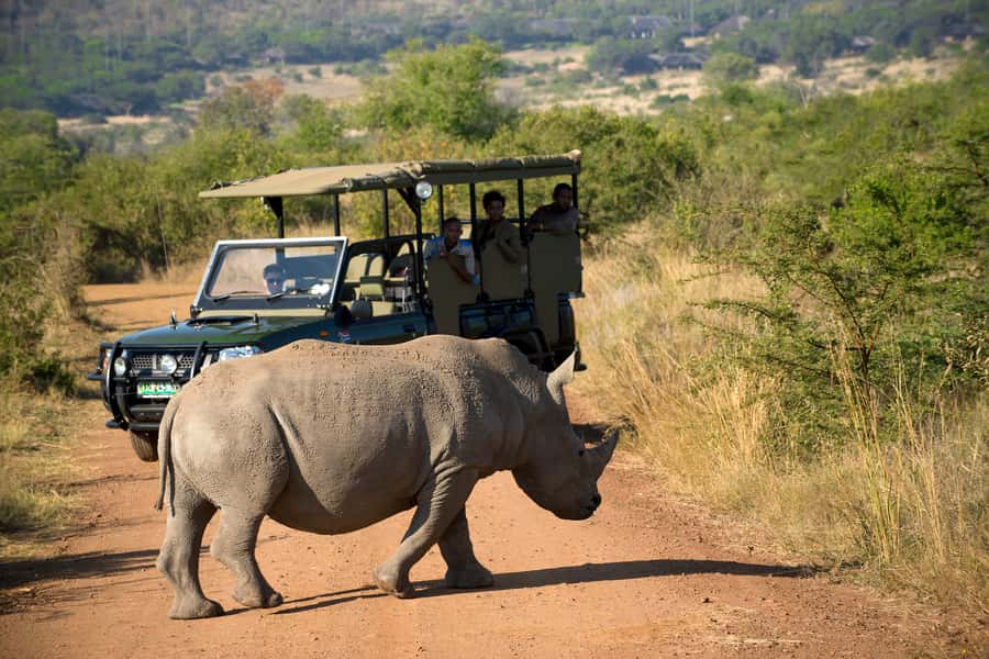 From Johannesburg: Pilanesberg Nature Reserve Game Safari - The Real Deal: What Pilanesberg Feels Like From Your First Drive