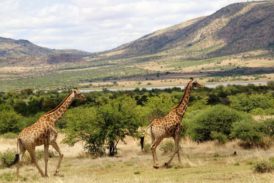From Johannesburg: Pilanesberg Nature Reserve Game Safari - Price and Conservation Fee: What $186 Really Buys You