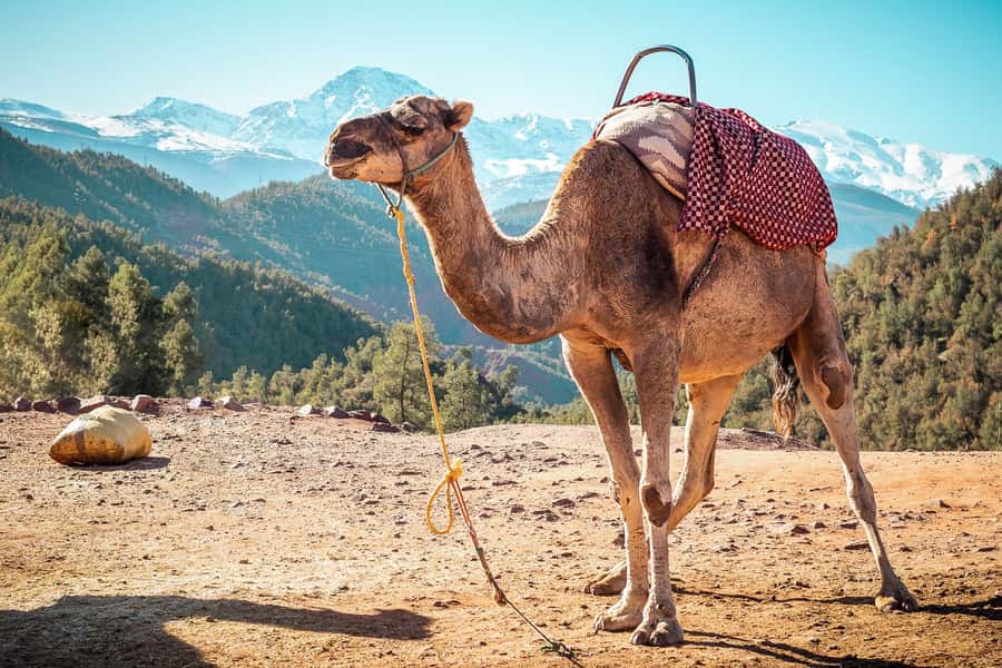 From Marrakech: Atlas Mountains Full-Day Hiking Trip w Lunch - Imlil Valley walking: the part you’ll talk about later