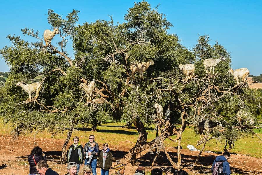 From Marrakech: Essaouira Day Tour with Optional Activities - The drive out: air-conditioned comfort and real timing