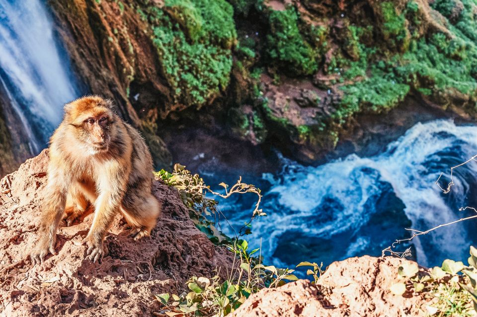 From Marrakech: Ouzoud Waterfalls Guided Hike and Boat Trip - Viewpoints and orange juice breaks: small stops that keep the day fun