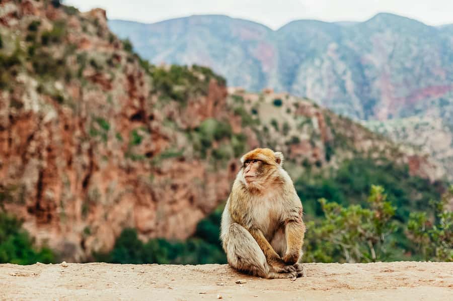 From Marrakech: Ouzoud Waterfalls Guided Hike and Boat Trip - The climb out and return to Marrakech