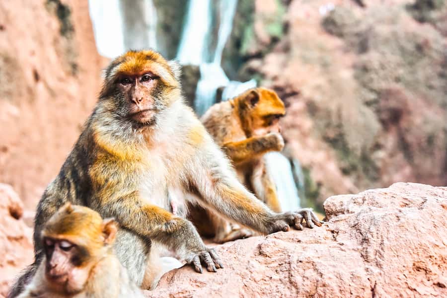 From Marrakech: Ouzoud Waterfalls Guided Tour & Boat Ride - What to bring: the small gear that saves your day