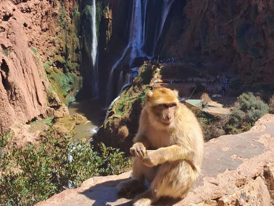 From Marrakech:Ouzoud Waterfalls Day Trip with Boat Tour - Key Things You’ll Notice on This Ouzoud Trip