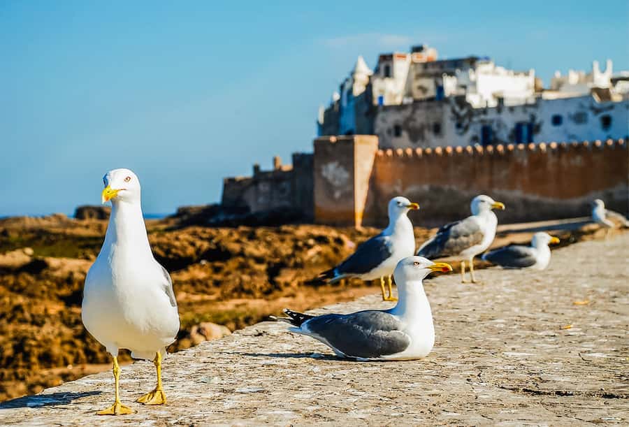From Marrakesh: Essaouira Full-Day Trip - Who this trip suits best (and who should look elsewhere)