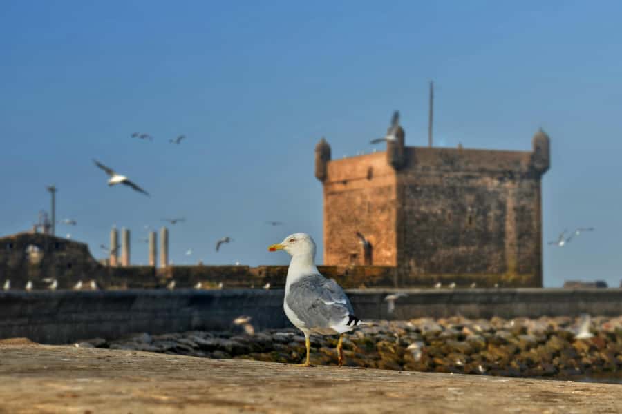 From Marrakesh: Small Group To Essaouira With Opt Activities - Argan Oil Co-op With Berber Women: More Than a Souvenir Stop