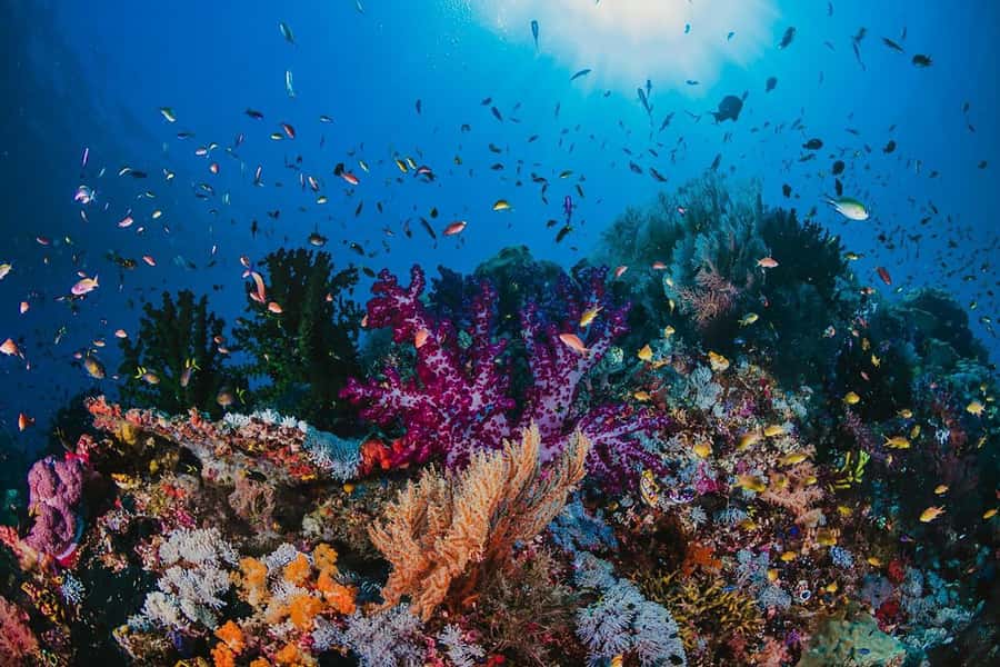 From Sharm: White Island and Ras Mohamed Snorkeling Trip - FAQ