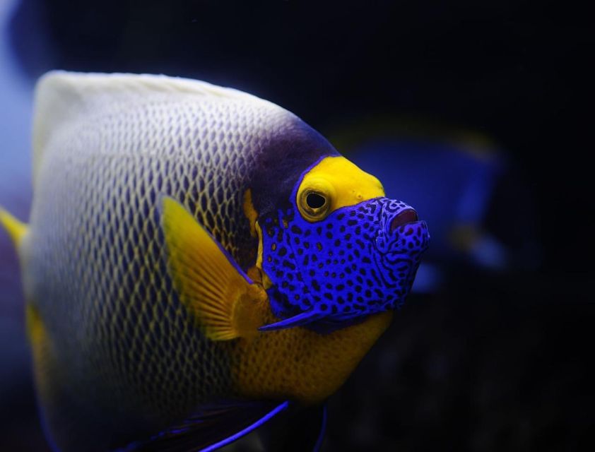 From Sharm: White Island and Ras Mohamed Snorkeling Trip - Yacht comfort and the buffet lunch you’ll actually remember