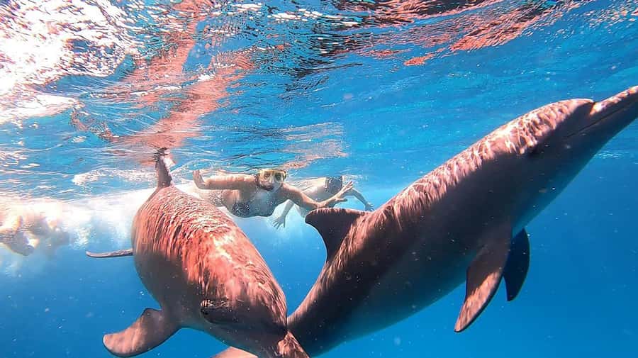 From Sharm: White Island and Ras Mohamed Snorkeling Trip - Should you book Egypt Sun Marine Fleet for this day at sea
