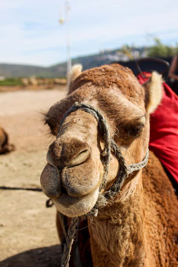 From Tangier: Cap Spartel and Hercules Cave with Camel Ride - The 3-hour pacing: what you should expect, and what you shouldn’t