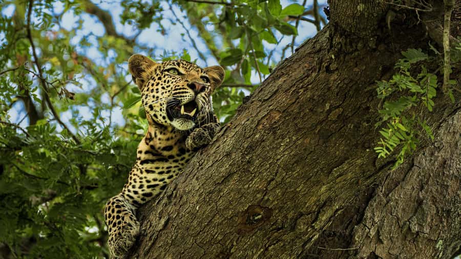 From Zanzibar: Mikumi Safari Day Trip with Flights and Meal - Why Mikumi From Zanzibar Beats the Overland Plan