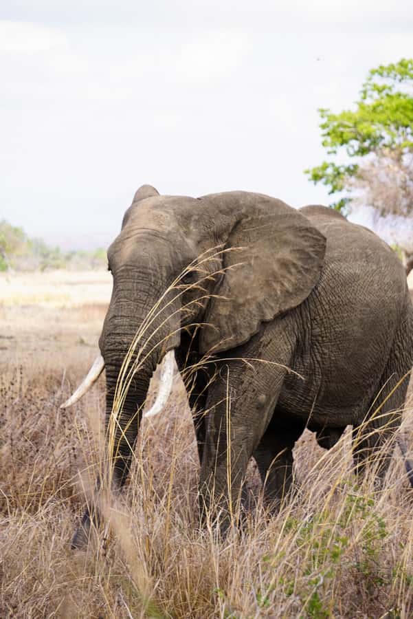 From Zanzibar: Mikumi Safari Day Trip with Flights and Meal - Bush Lunch at About 1 PM: What You Eat and How to Stay Comfortable