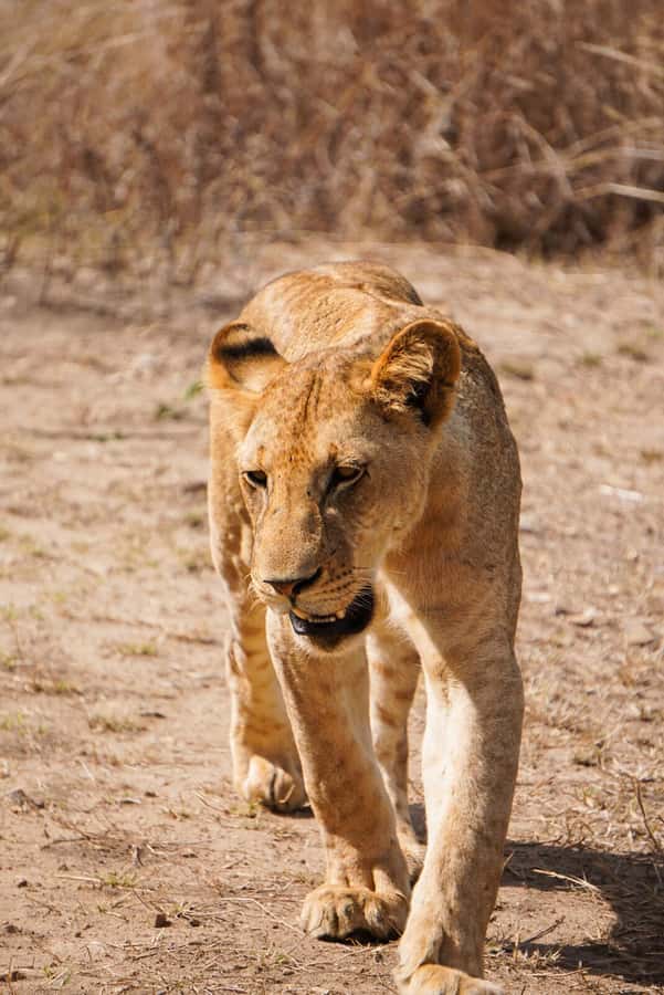 From Zanzibar: Mikumi Safari Day Trip with Flights and Meal - Flying Back Late Afternoon: The 2:30 PM Run to the Airstrip