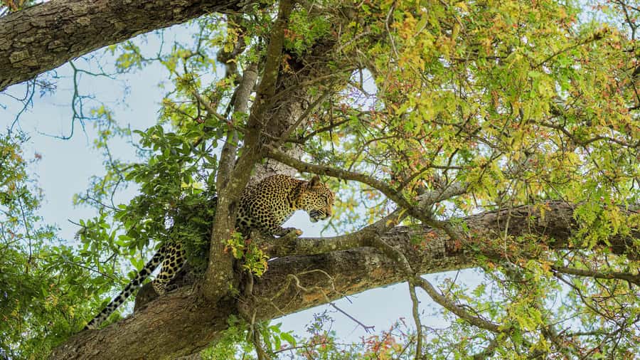 From Zanzibar: Mikumi Safari Day Trip with Flights and Meal - Price and Value: What 451 USD Is Really Buying You