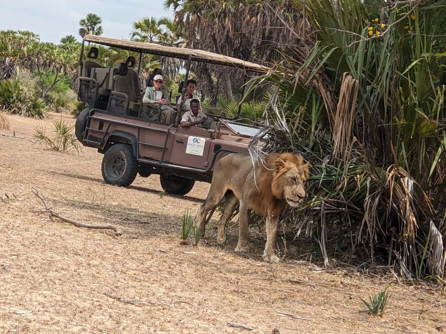 From Zanzibar: Mikumi Safari Day Trip with Flights and Meal - Game Drive Time in Mikumi: How the Hunt Feels Up Close
