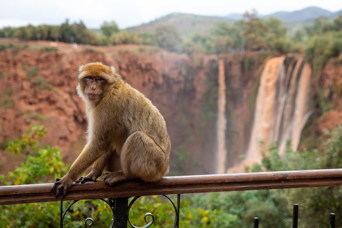 Full Day Trip To Ouzoud Waterfalls From Marrakech & Boat Tour - Barbary apes in the wild: fun, but don’t feed the chaos