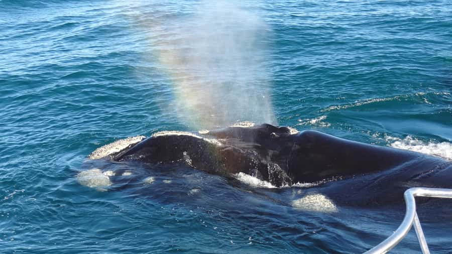 Hermanus: Boat Based Whale Watching Experience - Key things you’ll notice on this Hermanus whale watch