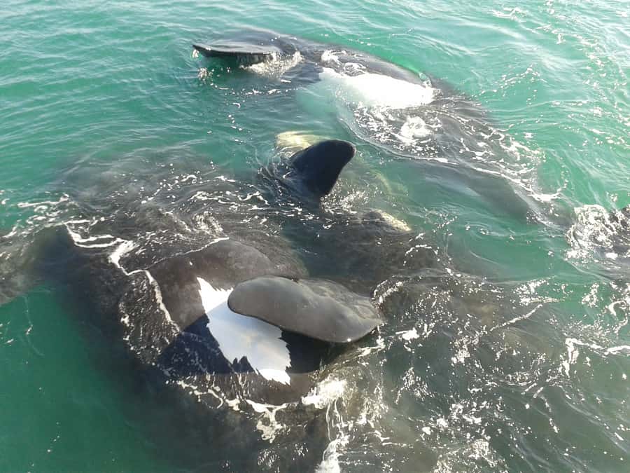 Hermanus: Boat Based Whale Watching Experience - Hermanus New Harbour start: coffee, tickets, and a quick game plan