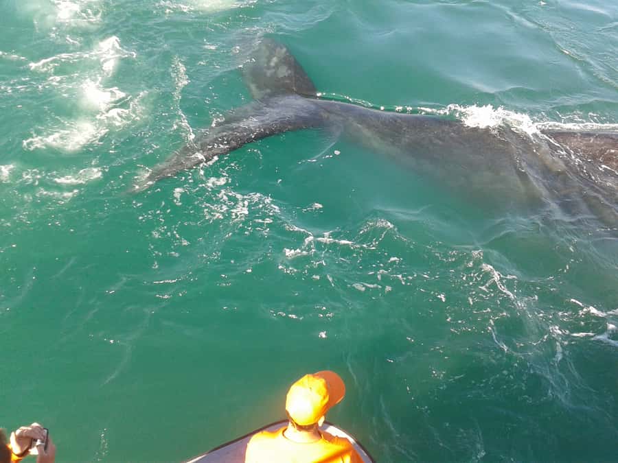 Hermanus: Boat Based Whale Watching Experience - What you’ll actually see: whales, dolphins, seals, and seabirds