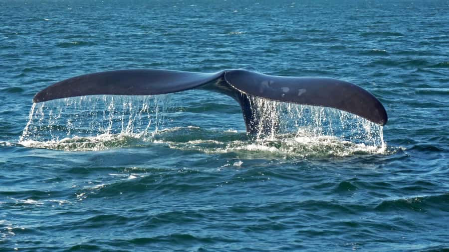 Hermanus: Boat Based Whale Watching Experience - Price and value: what $93 buys you in Hermanus