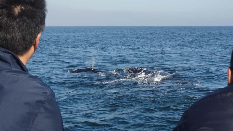Hermanus: Boat Based Whale Watching Experience - Safety-first whale viewing: getting close the right way