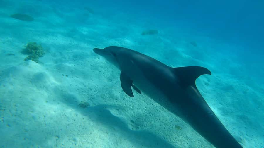 Hurghada: 3 Islands, Dolphins & Snorkel Yacht Trip w/ Lunch - The vibe: a Hurghada yacht day that doesn’t waste your time