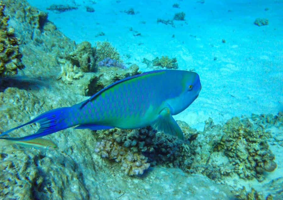 Hurghada: 3 Islands, Dolphins & Snorkel Yacht Trip w/ Lunch - Magawish Islands: one more snorkeling round and a relaxed ending