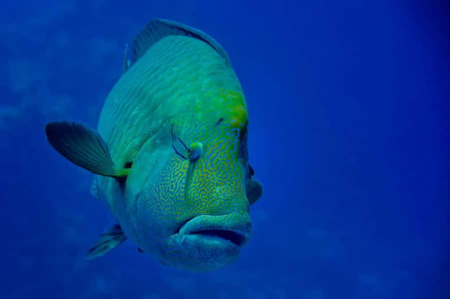 Hurghada: 3 Islands, Dolphins & Snorkel Yacht Trip w/ Lunch - Guides and crew: why this tour often gets high marks