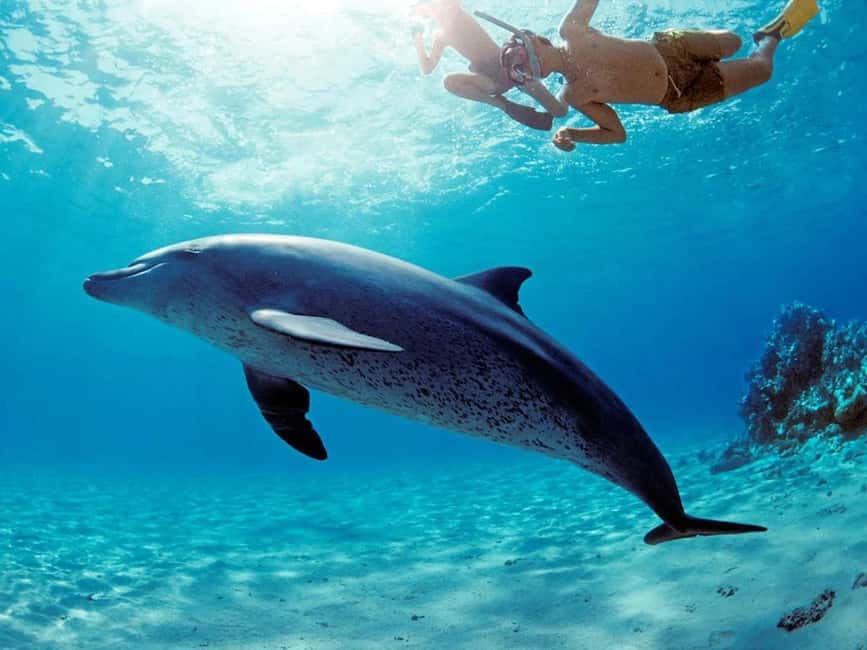 Hurghada: Dolphin Watching Boat Tour with Snorkeling & Lunch - Price and Value: Is $25 Actually a Good Deal?