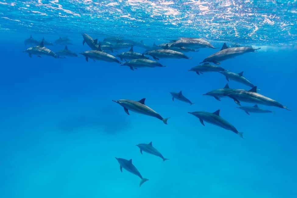 Hurghada: Dolphin Watching Boat Tour with Snorkeling & Lunch - Should You Book This Hurghada Dolphin Watching Boat Tour?