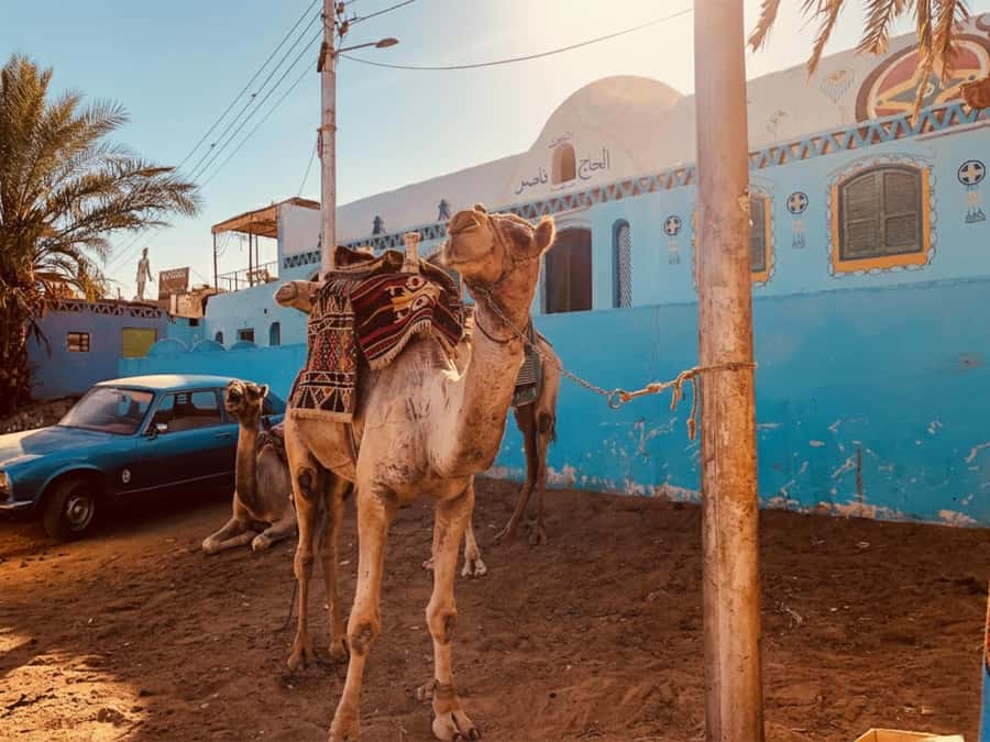 Hurghada: Morning Quad Bike Tour, Camel Ride and Transfer - Pickup timing: how transfers really work from Hurghada resorts
