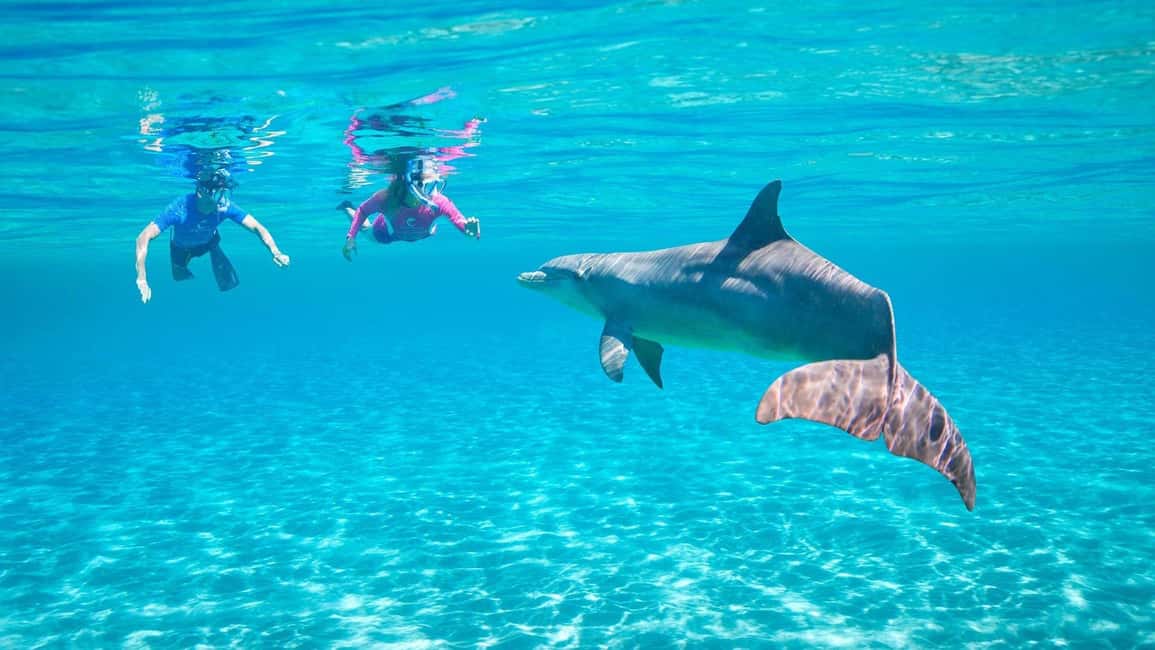 Hurghada or Makadi: Discover the Magic of Dolphin House - The Dolphin Swimming Rules That Actually Matter