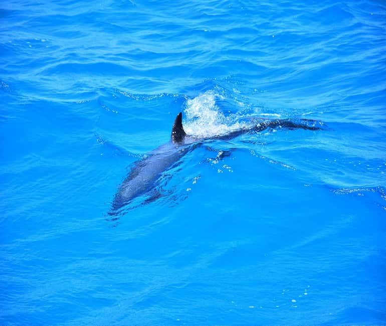 Hurghada or Makadi: Discover the Magic of Dolphin House - Price and Value: Is Around $27 Actually Good?