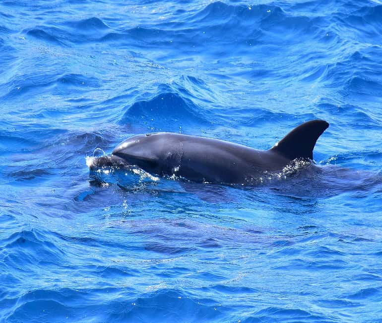 Hurghada or Makadi: Discover the Magic of Dolphin House - Pickup, Timing, and How to Avoid the Day-Drift