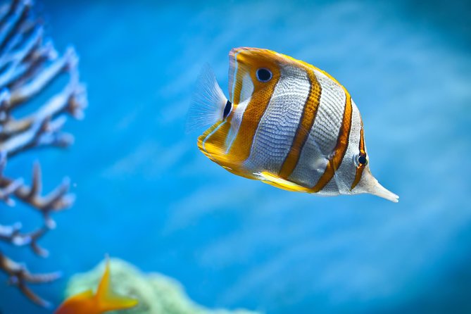 Hurghada: Orange Bay, Snorkeling, Watersports, Lunch & Drinks - On-board food and drinks: the value you feel
