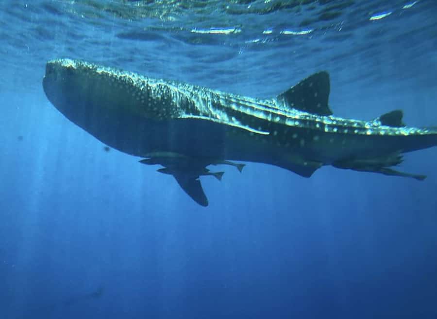 Hurghada: Royal Seascope Submarine Cruise with Snorkel Stop - Who this tour suits best (and who might want a different plan)