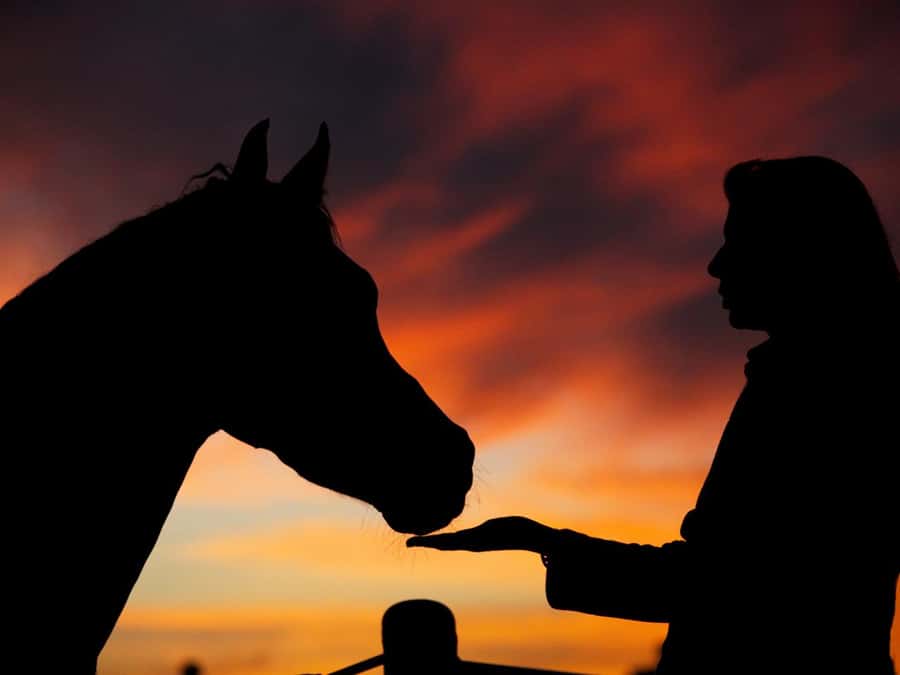Hurghada: Sea & Desert Horse Tour, Stargazing, Dinner & Show - Key things worth knowing before you go