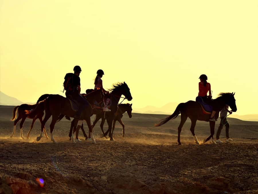 Hurghada: Sea & Desert Horse Tour, Stargazing, Dinner & Show - Who This Hurghada Horse Tour Suits Best (and Who Should Pass)