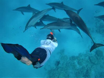 Hurghada: Speedboat Dolphin Watching & Snorkeling with Lunch - Getting from your hotel to the water: logistics that can make or break it