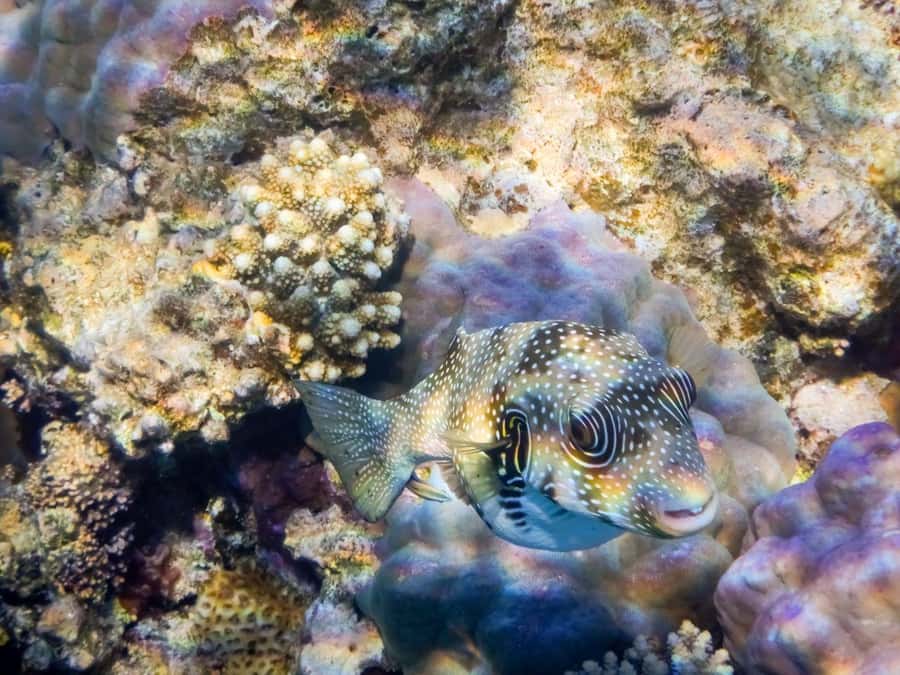Hurghada: Speedboat Dolphin Watching & Snorkeling with Lunch - Snorkeling on the Red Sea: why two or three stops beats one