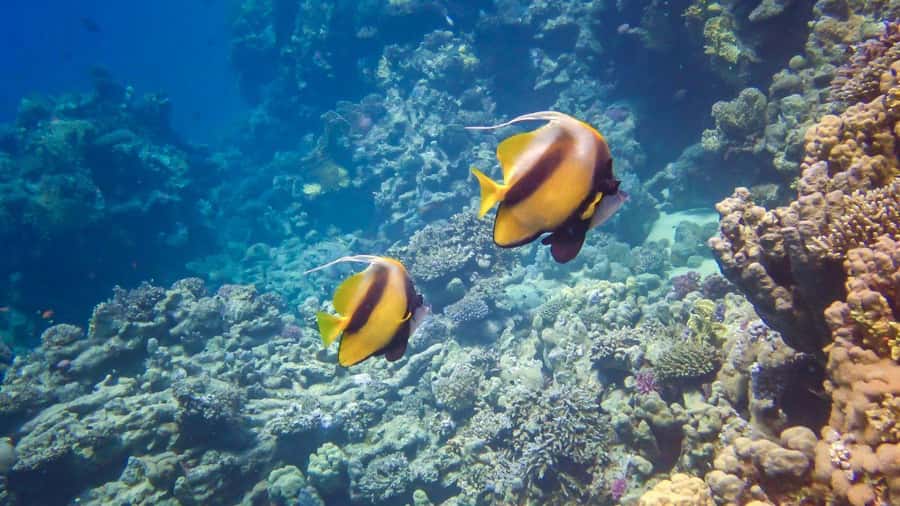 Hurghada: Speedboat Dolphin Watching & Snorkeling with Lunch - Who’s this tour for, and who should think twice