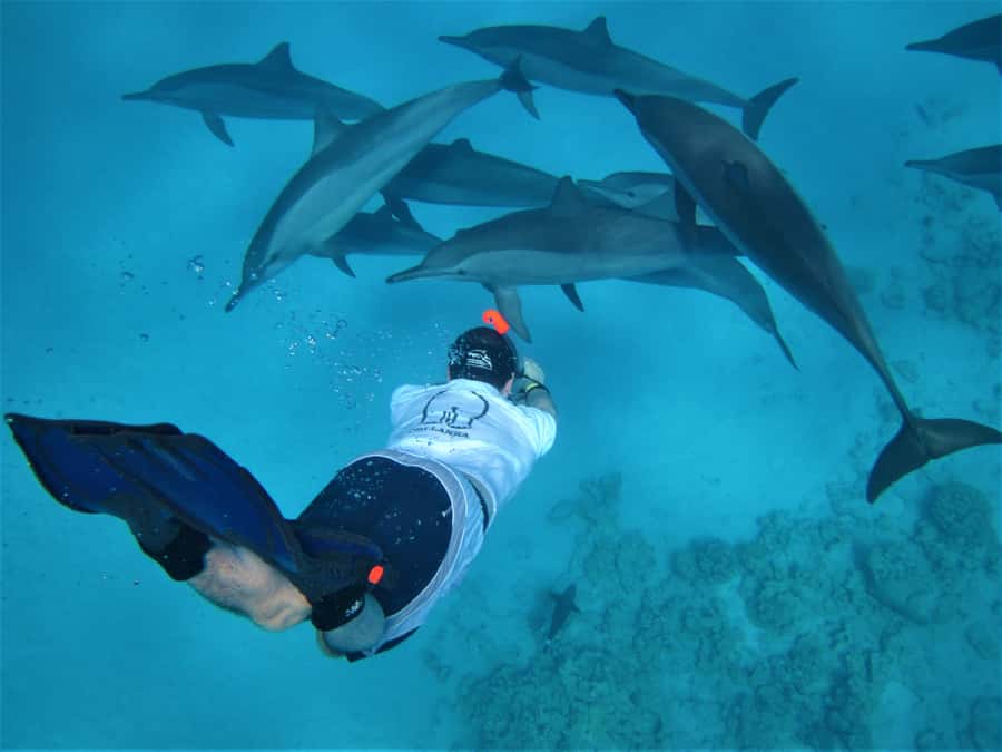 Hurghada: Speedboat Dolphin Watching & Snorkeling with Lunch - Getting from your hotel to the water: logistics that can make or break it