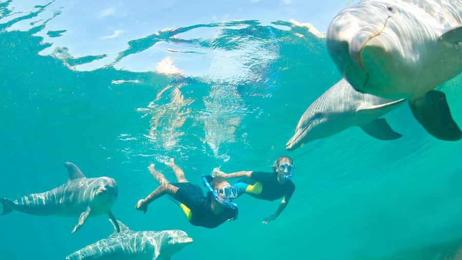 Île aux Bénitiers: Snorkeling w/Dolphins Boat Tour & Lunch - The 7-hour rhythm: early pickup, speedboat, then beach time