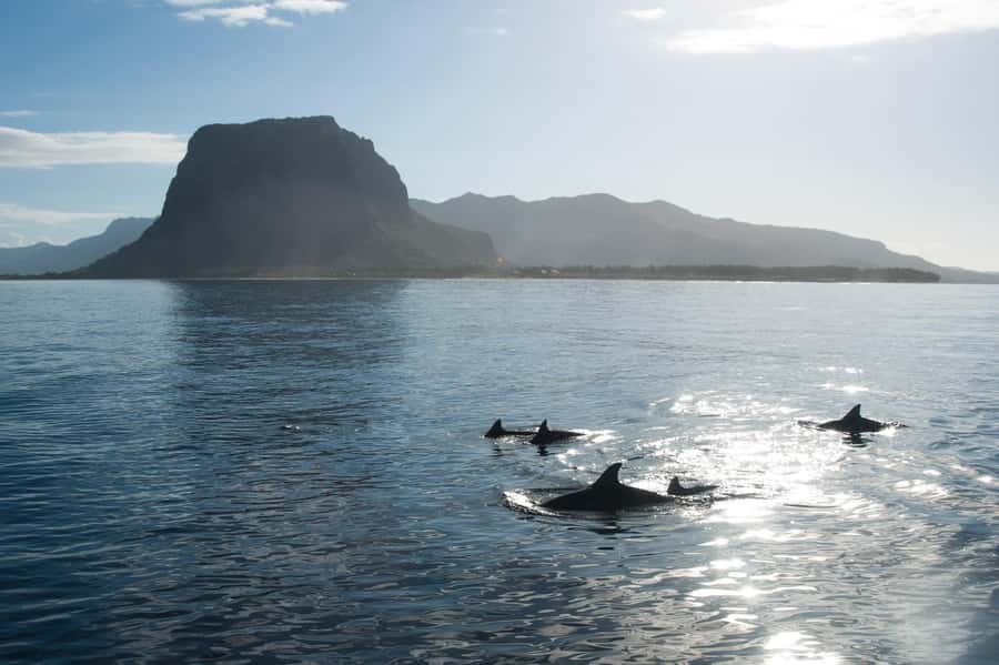 Île aux Bénitiers: Snorkeling w/Dolphins Boat Tour & Lunch - When the water gets busy: managing expectations at the dolphin spot