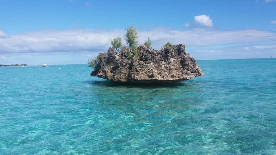 Île aux Bénitiers: Snorkeling w/Dolphins Boat Tour & Lunch - Crystal Rock snorkeling near Le Morne Mountain: photos meet real fish