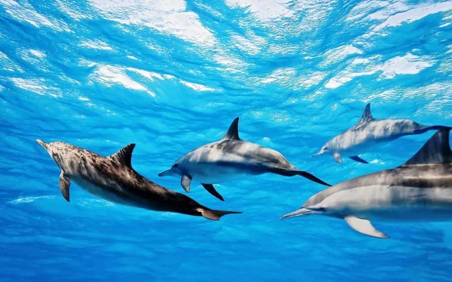 Île aux Bénitiers: Snorkeling w/Dolphins Boat Tour & Lunch - Dolphin swim in the south-west lagoon: the best part, with one reality check