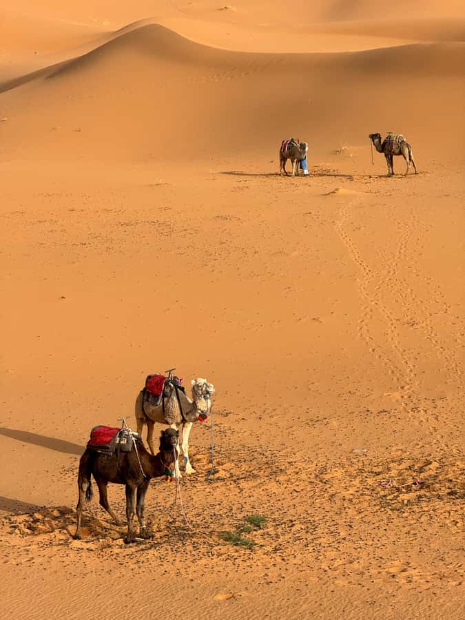 Majestic Desert: 3-Day Luxury Journey from Marrakech to Fes - Guides, pace, and group feel on long driving days