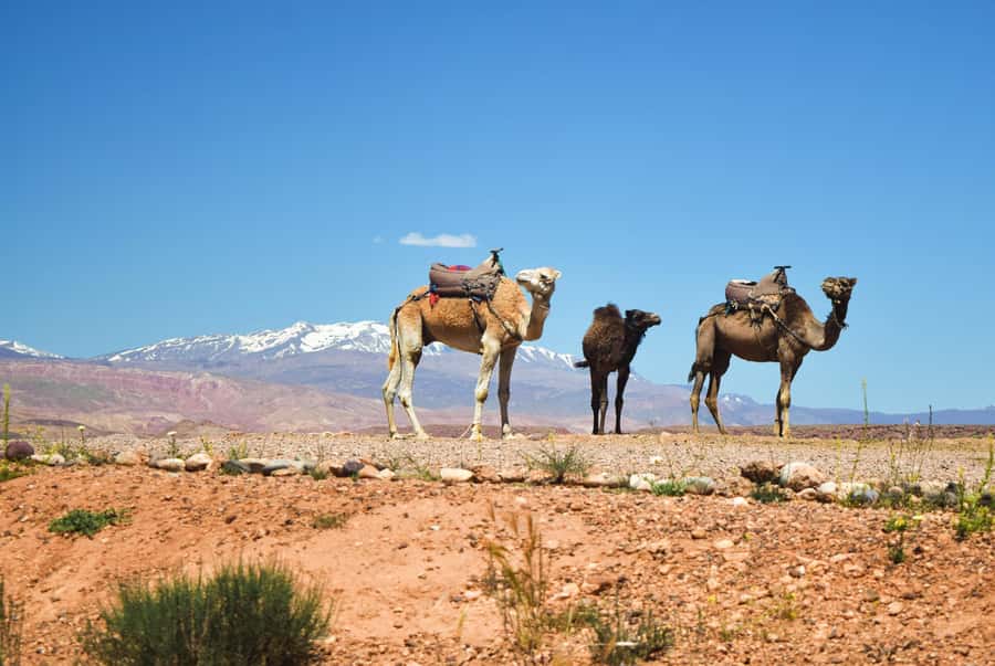 Marrakech: Atlas Mountains & Agafay Desert Tour w Camel Ride - Pickup, Van Time, and Why Timing Matters on This Route