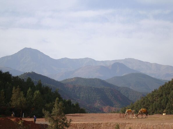 Marrakech: Atlas Mountains, Berber Villages, Agafay & Camel Ride - Key Highlights You’ll Feel Immediately