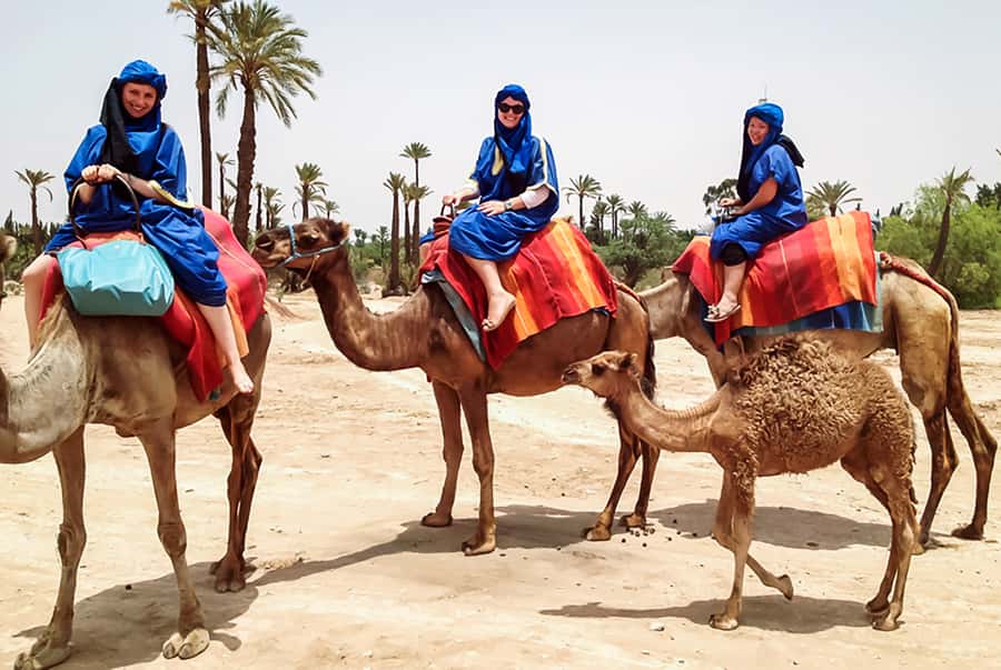 Marrakech: Camel Ride in the Oasis Palmeraie - Pickup, Transport, and the Real Pace of This Shared Tour